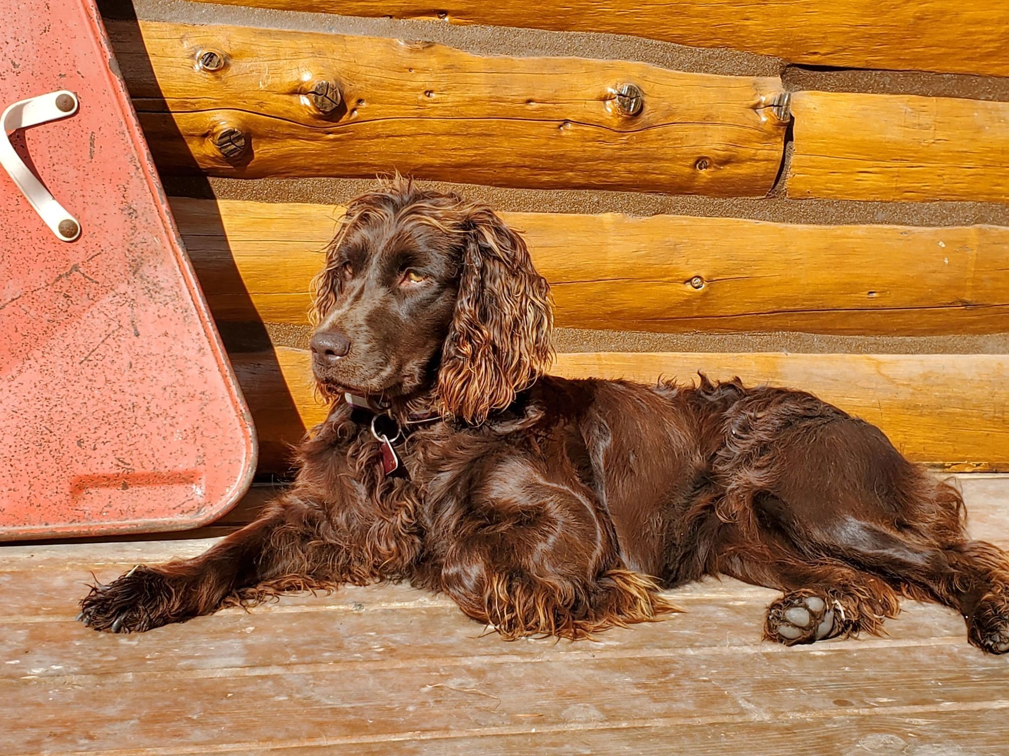 Boykin spaniel hot sale dogs for sale